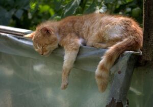 スワドルの効果は赤ちゃんの睡眠にどのように影響するのか？