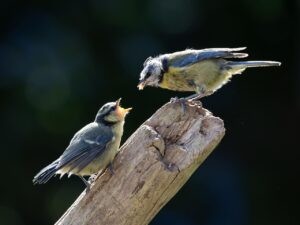 スワドルの選び方で赤ちゃんに最適なものは？