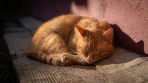 夜泣きのせいで昼寝が長い赤ちゃんの対処法は？