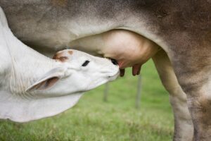 夜泣きと夜間授乳をやめたい場合の効果的な対策は？