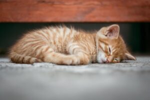 睡眠退行はいつ始まるのか？
